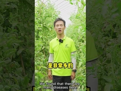 CY30 βάκιλος Bactericide Velezensis Anthracnose τσίλι ντοματών θεραπείας