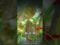 Μικροβιακό streptomyces πρακτόρων βιο-μυκητοκτόνο enissocaesilis για τη δολοφονία των υπόγειων παρασίτων