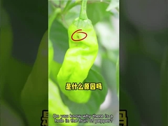 Αποτελεσματικό εντομοκτόνο HaNPV Whitefly βαμβακιού αγροτικών παρασίτων + βάκιλος thuringiensis