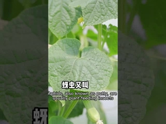 Το Aphids είναι αποτελεσματικό ενάντια στα μη τοξικά φυτοφάρμακα φυτικής προέλευσης