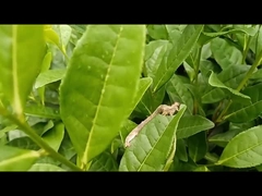 Ενεργό γεωργικό φυτοφαρμάκο EoNPV.Bt