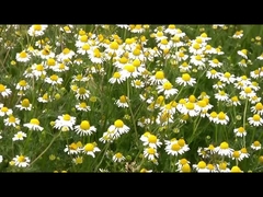 Φυσικό απόσπασμα 1,5% Pyrethrin εντομοκτόνο δολοφόνων εγχώριων παρασίτων για το μυρμήγκι ψύλλων μυγών κουνουπιών κατσαρίδων