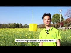 Γεωργία Βιολογικό εντομοκτόνο λάχανο κάμπιρα διαμάντι λοίμωξη λοίμωξη βιολογικά φυτοφάρμακα