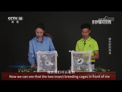 Σύγκριση των ιογενών φυτοφαρμάκων και των χημικών φυτοφαρμάκων στη θανάτωση των τεύτλων