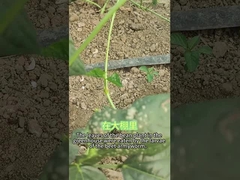 Οργανικό εντομοκτόνο SeNPV τεύχη armyworm προνύμφες τρώνε μια ποικιλία φυτών μπρόκολο λάχανο