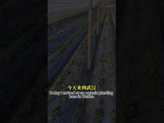 Ευρύ φάσμα αντιμυκητιασικής δράσης Μικροβιακός παράγοντας CY30 Προώθηση της ανάπτυξης των καλλιεργειών Θεραπεία της ριζικής σήψης