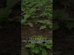 Υψηλής αποτελεσματικότητας βιολογικό εντομοκτόνο ιός εντόμων SeNPV και Bacillus Thuringiensis