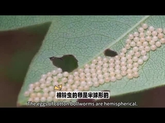 Βιοφαρμάκων Πολύ διάσημο βιοφαρμάκων είναι HaNPV.Bt για το σκουλήκι για γεωργική χρήση