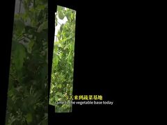 Η καταπολέμηση της λευκής μύγας στις σταυροφόρες καλλιέργειες, το καλαμπόκι κλπ. με βιολογικές μεθόδους καταπολέμησης