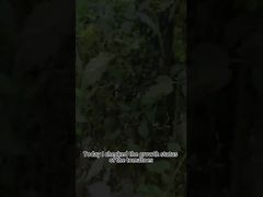 Βιολογικό φυτοφάρμακο όψιμης ντομάτας Φυτό βιολογικής καταπολέμησης της όψιμης προσβολής