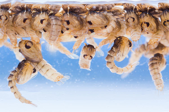Safe Pesticide BTi 1200ITU/mg Bacillus Thuringiensis Kill Wigglers Group Thoroughly