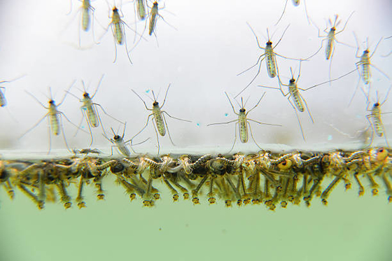 Safe Pesticide BTi 1200ITU/mg Bacillus Thuringiensis Kill Wigglers Group Thoroughly