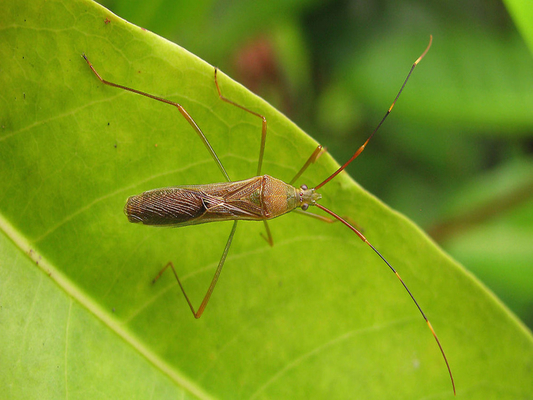 Low Toxic Agricultural Insecticide Thiamethoxam  Agriculture Chemical Thiamethoxam  30% purity