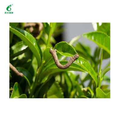 Wholesale China Factory Bacterial Tea Tree Insecticide Worm Killer No Pesticide Residue