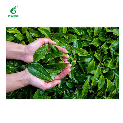 Bio Pesticide Kill Tea Geometrid Pest Trap EoNPV Spray Best for Organic Tea Plant