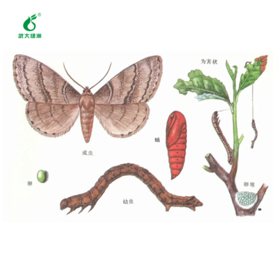 Bio Pesticide Kill Tea Geometrid Pest Trap EoNPV Spray Best for Organic Tea Plant