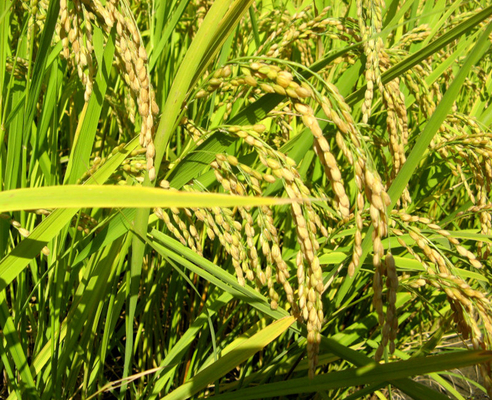 Low Toxic Agricultural Insecticide Thiamethoxam  Agriculture Chemical Thiamethoxam  30% purity