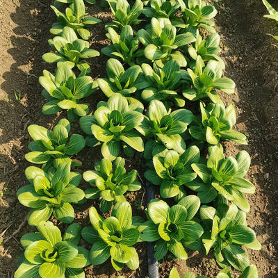 Pests Elimination SeNPV Organic Pesticides Agricultural Garden Cabbage Worms Killing