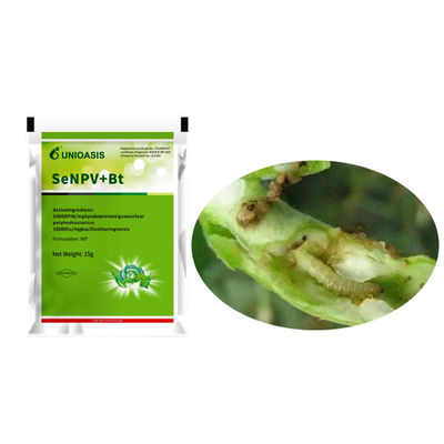 Active Ingredient Pest Virus And Bt Corn Kill Beet Armyworm Eggs Beet Armyworm