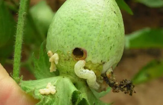 Spray bio pesticide reduce budworm populations no safety interval period