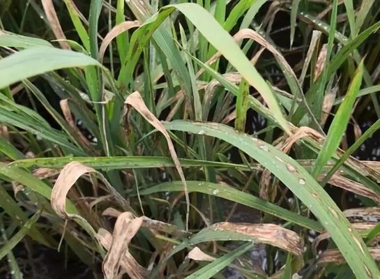 Active Ingredients 6% Kasugamycin Manage Rice Blast Pesticide Production License 
