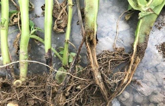 Active Ingredients 6% Kasugamycin Manage Rice Blast Pesticide Production License 