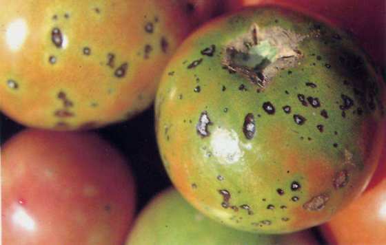 Improve Yield Quality Fungicide Prevent Chlorosis Stiff Seedlings 300 Times Irrigation Rootor Leaf Spray cy30